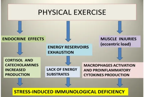 Figure 2. The hormonal effects of physical exercise: the production of cortisol and  catecholamines increases, and macrophages are activated and produce proinflammatory  cytokines, determining a stress-induced immunodeficiency