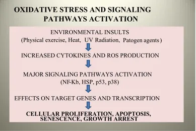 Figure 1. Reacting Oxygen Species (ROS) enhance oxidative reactions with proteins,  lipids and DNA: oxidative stress activates signaling pathways and can impair cellular  functions, causing secondary damage