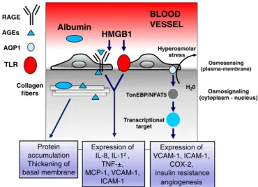 Fig. 2. Molecular pathways associated with diabetic macroangiopathy. The ﬁgure depicts some of the key points discussed in the text on the role of AGE products and hyperosmolar stress in diabetic macroangiopathy