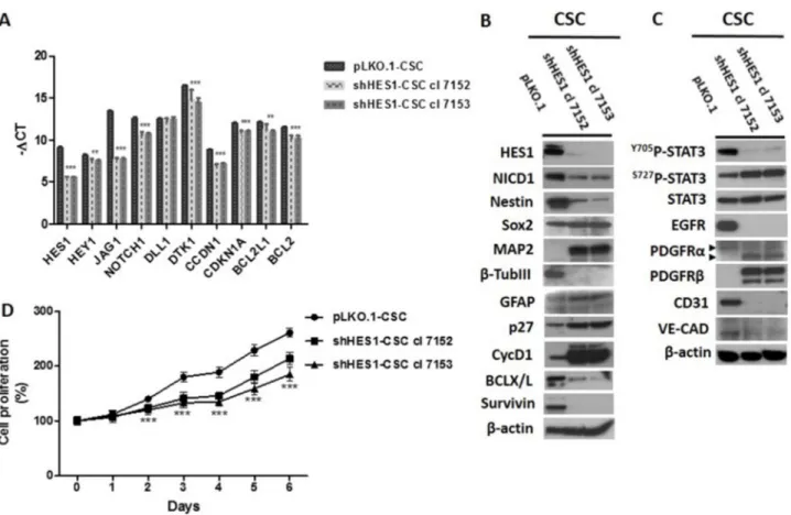 Figure 1: Downmodulation of Hes1 expression affects Notch1 signaling, self-renewal, oncogenic signaling pathways  and cell growth rate in shHes1-CSC