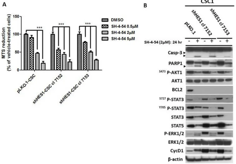 Figure 5: Stat3/5 are critical factors for survival of CSC.  (A) MTS assay was assessed to evaluate cells sensitivity to SH-4- SH-4-54, a Stat3/5 inhibitor