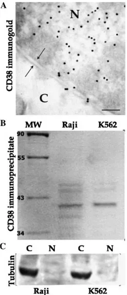 Fig. 5. A: Gold immunolocalization of CD38 in Raji cells performed as described in Materials and Methods