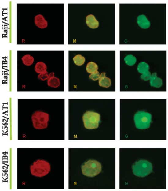 Fig. 3. FACS analysis of Raji and K562 nuclear preparations treated with two different CD38 monoclonal antibodies, IB4 and AT1