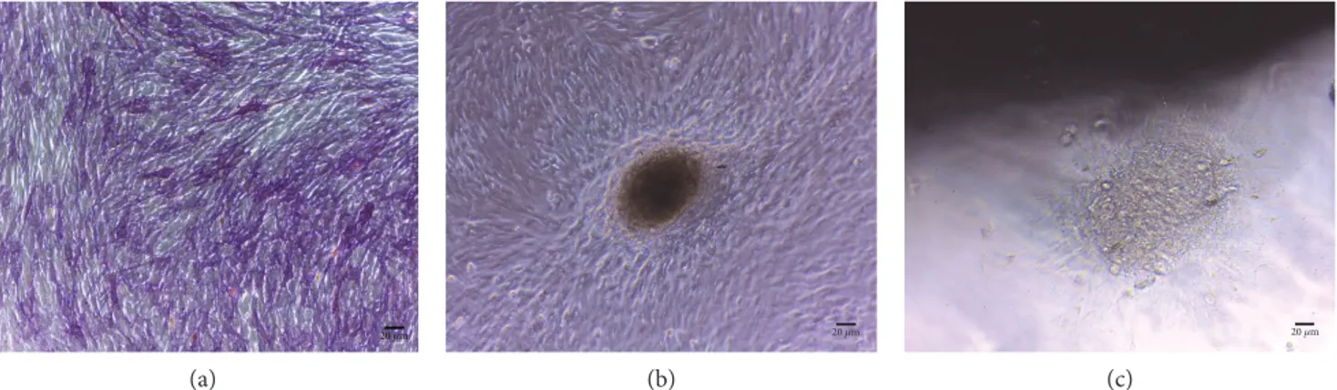 Figure 1: (a) In vitro appearance of BMSSCs forming a matrix nodule after two weeks of culture in the presence of osteoblast diﬀerentiation medium