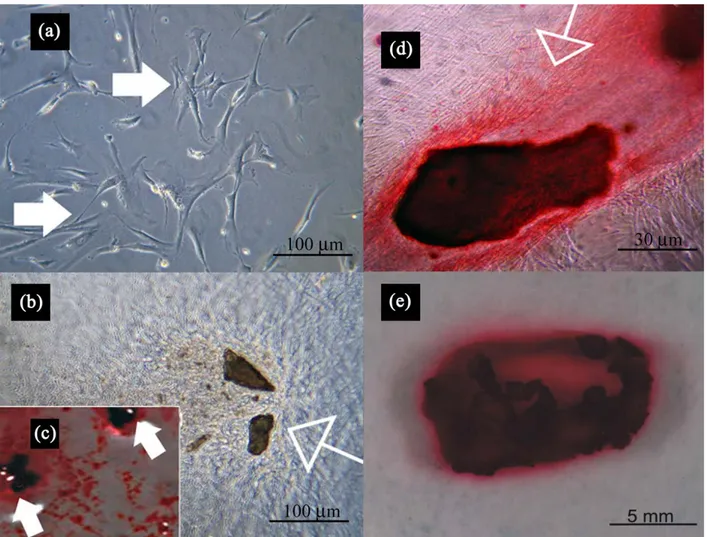 Fig. 3. (a) Photomicrograph of a primary culture of human osteoblasts cells line expanded ex vivo showed a morphological homogeneous fibroblast-like appearance with a stellate shape and elongated cytoplasmic processes