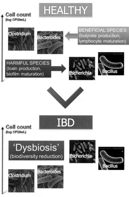 Fig. 2. Dysbiosis of the microbial community in IBD. Independent groups of investigators using culture and molecular