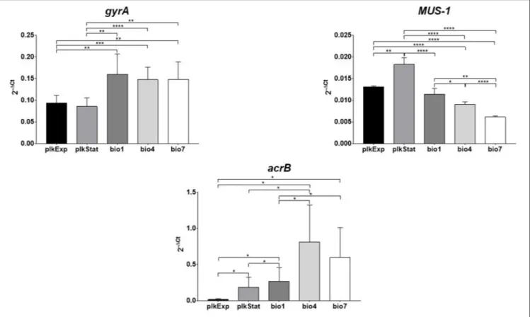 FIGURE 10 | Assessment of gyrA, MUS-1, and acrB expression during planktonic and biofilm growth phenotypes of Myroides odoratimimus