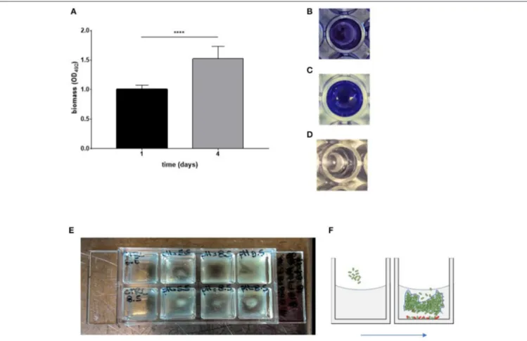 FIGURE 1 | in vitro models to assess biofilm formation by Myroides odoratimimus. (A–D) Biofilm formation in 96-well polystyrene microtiter plate