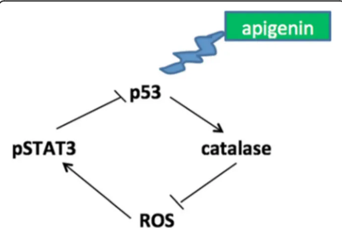 Fig. 6 Schematic model of pathways activated or inhibited by apigenin