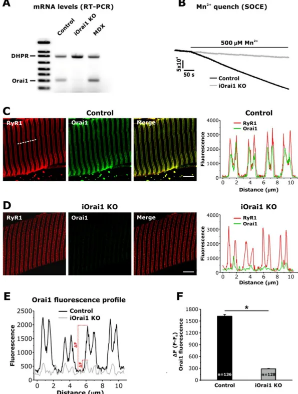 Figure 1.  Validation of the specificity of the Thermo Scientific Orai1 antibody (PA-26378) for IF studies in 