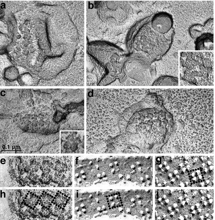 Figure 2. (a) and (b) Freeze-dried rotary shadowed jSR vesicles isolated from mouse muscle