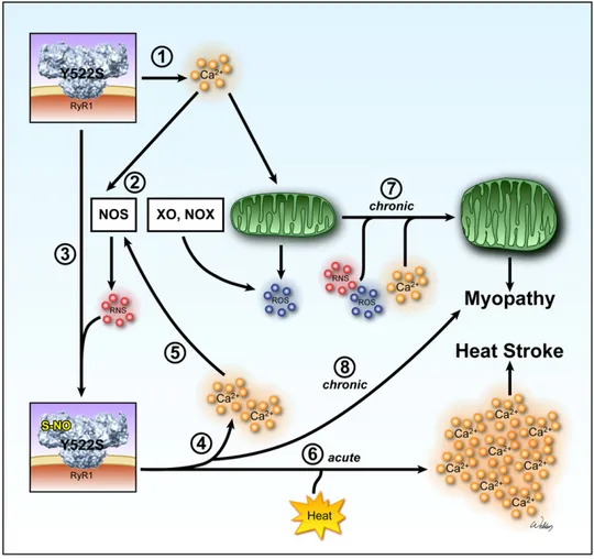 Figure 5. Proposed Model of Exertional/Environmental Heat Stress and Myopathy in RyR1 Y522S/wt Mice