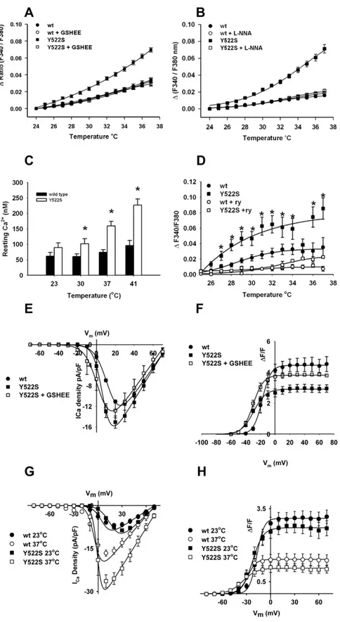 Figure 2. Temperature-Dependent In- In-creases Cytosolic Ca 2+ Levels in RyR1 Y522S/wt Myotubes and solei