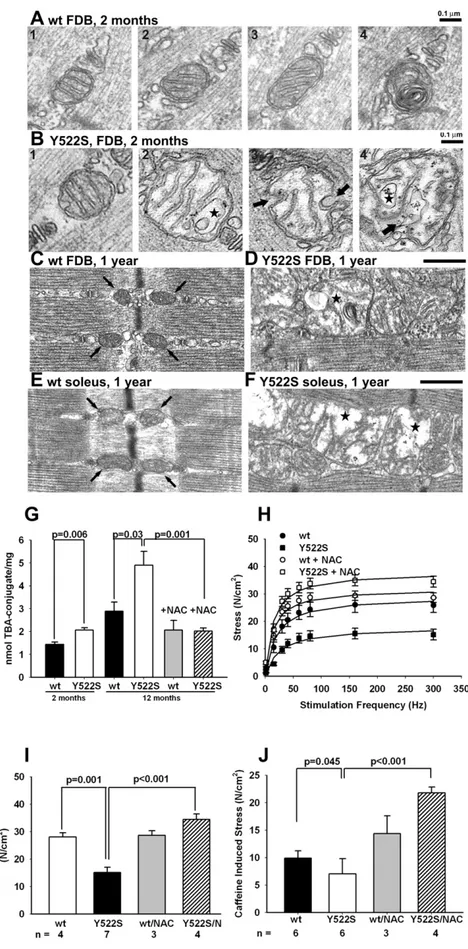 Figure 4. Effects of the Y522S Mutation on Mitochondrial Structure and Muscle Function