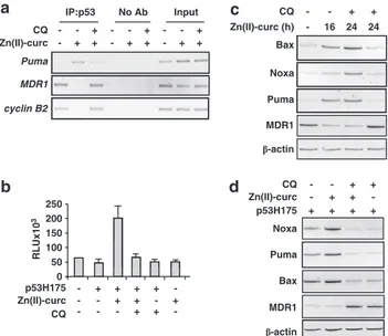 Figure 6 Autophagy inhibition reduces Zn(II)-curc-induced cell death. Subconfluent SKBR3 cells were seeded and the day after treated with Zn(II)-curc (100 mM) for 24 h with or without co-treatment with CQ (25 mM)