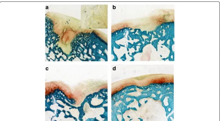 Fig. 2 Histological images of the osteochondral lesions: a Group 1 – scaffold; b Group 2 – scaffold seeded with BMC; c Group 3 – scaffold and PEMFs; d Group 4 –scaffold seeded with BMC and PEMFs