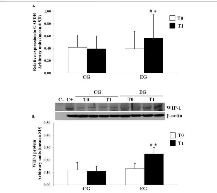 FIGURE 3 | Wild type p53-induced phosphatase 1 expression levels in freshly isolated PBMCs from Control Group (CG) and Experimental Group (EG) at baseline and after 6 months of memory training program