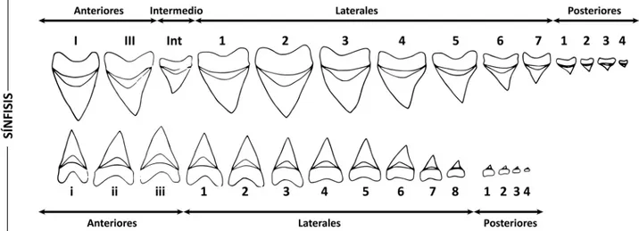 Fig. 2. Diferentes mediciones utilizadas en la descripción de los dien- dien-tes de Carcharocles megalodon