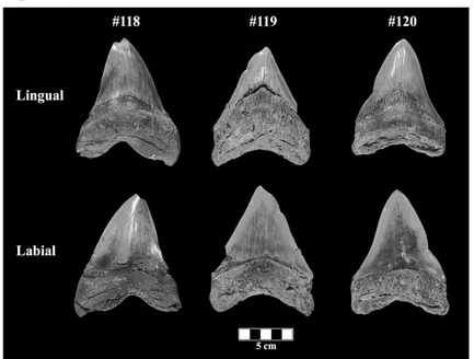 Fig. 3. Vista lingual y labial de los especímenes #118 (AIII; tercer diente anterior superior), #119 (UL2(?); probablemente un segundo lateral superior) y #120 (AI; primer diente anterior superior) de Carcharocles megalodon.