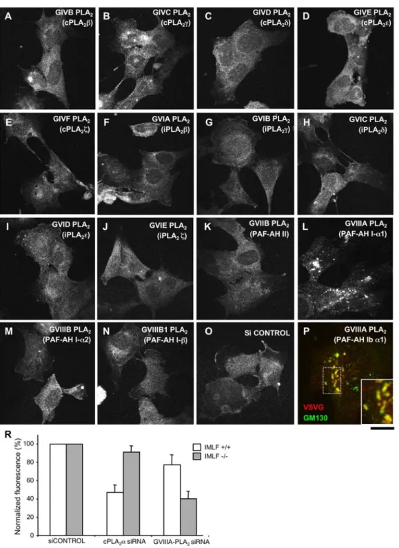 Figure 8. GVIIIA-PLA 2 inhibits transport of VSVG in immortalized murine lung fibroblasts from cPLA 2 a-KO mice