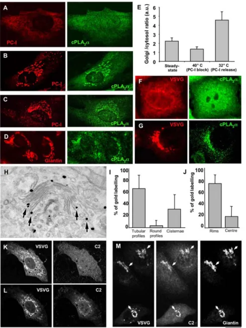 Figure 1. cPLA 2 a is recruited to Golgi membranes upon arrival of cargo from the ER. (A, B) HFs were incubated for 3 h at 40uC (A) and then