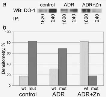 Figure 4. Restoration of misfolded p53 by combined adriamycin and zinc therapy. ( a) Western blot analysis of immunoprecipitated p53 in mammary tumors