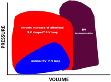 Figure  1.  Right  ventricular  (RV)  pressure-volume  (P-V)  loops  obtained  by  a  catheterism