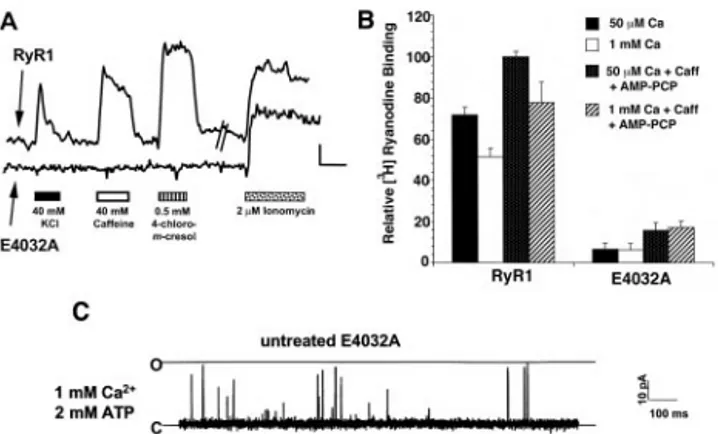 Fig. 2. E4032A channels are largely unresponsive to activation by RyR agonists. (A) 1B5 cells grown in collagen-coated 72-well microtiter plates (Terasaki format) were infected with either E4032A or wtRyR1 cDNA  contain-ing herpes simplex virions at 3 ⫻ 10