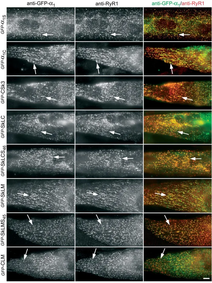 Figure 2. Immunolocalization of the GFP-␣ 1 subunit constructs in calcium release units of reconstituted dysgenic myotubes