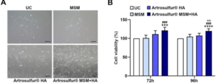 Figure 1. Cell morphology and proliferation (MTT (3-[4,5-dimethyl-thiazol-2-yl-]-2,5-diphenyl tetrazolium bromide) assay) in tendon-derived cells that were treated with methylsulfonylmethane (MSM) (0.3% w/v), Artrosulfur ® hyaluronic acid (HA) (1000 µg/mL)