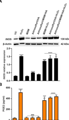 Figure 3. (A) Western blot analysis of inducible nitric oxide synthase (iNOS) protein expression in RCT-derived tenocytes in the indicated experimental conditions: β-actin is used as control