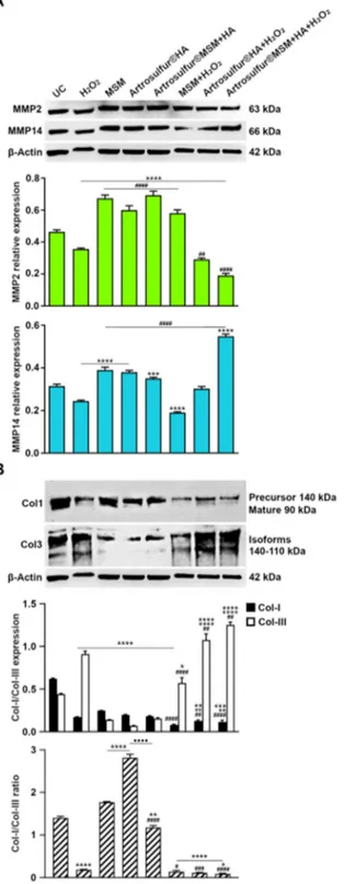 Figure 4. (A) Western blot analysis of metalloproteinases 2 (MMP2) and 14 (MMP14) protein expression in RCT-derived tenocytes in the indicated experimental conditions and (B) Western blot analysis of collagen type 1 and collagen type III protein expression