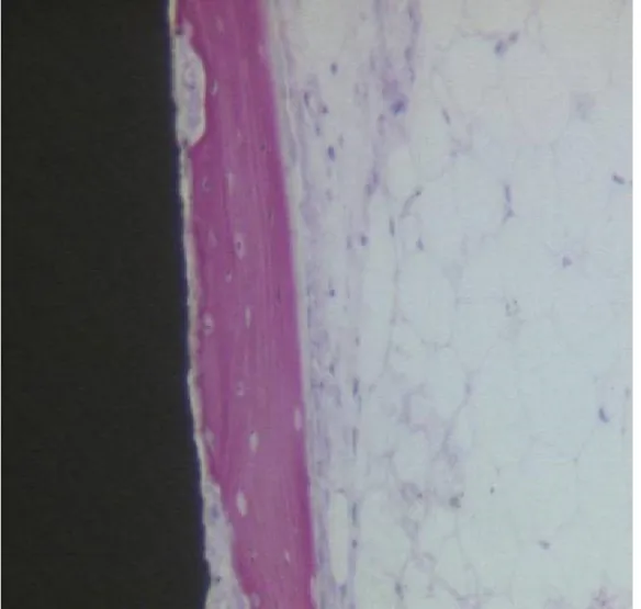 Figure 8. Osteoblasts, depositing osteoid matrix, were observed. Acid fuchsin-toluidine blue 100×