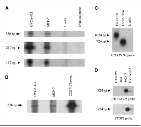 Figure 1. Expression of the CYCLIN D1-TROP2 chimera by human cancer cell lines, RNase protection (A and B ), or RT-PCR (C and D )