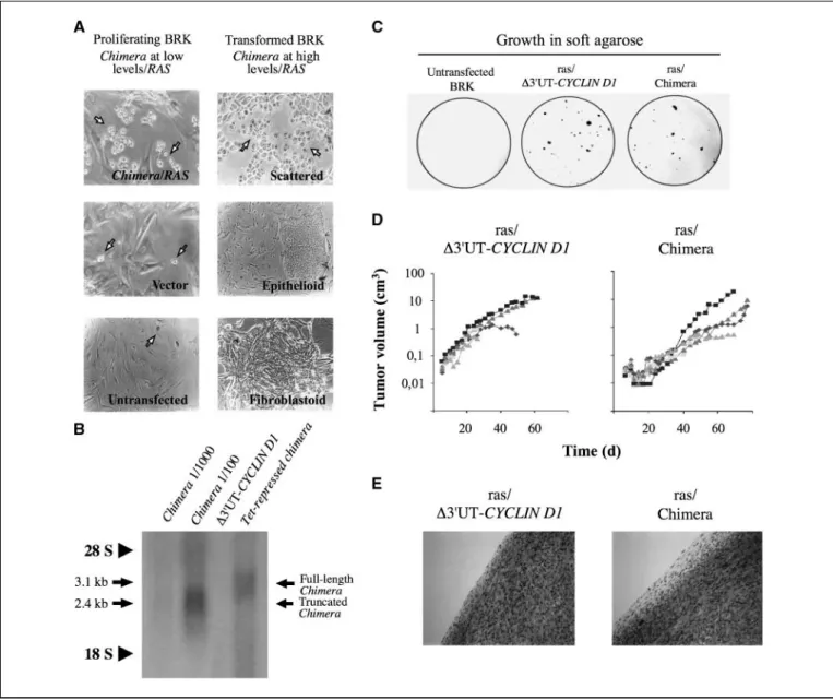 Figure 2. Transforming ability of the CYCLIN D1-TROP2 chimera in vitro. A, left, transfectants expressing the CYCLIN D1-TROP2 chimera at low levels (tet-repressed pUHD vector)