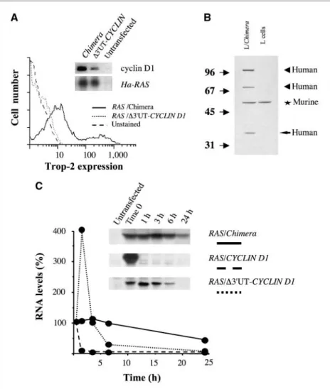 Figure 3. Mechanisms of cell transformation by the CYCLIN D1-TROP2 chimera. A, expression levels of Trop-2, Cyclin D1, and Ha-RAS in transfected BRK cells