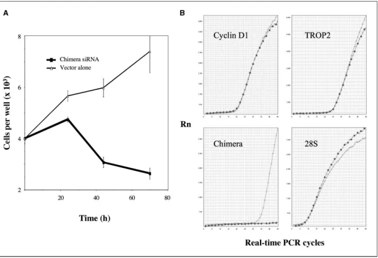 Figure 4. Inhibition of the growth of cancer cells by CYCLIN D1-TROP2 chimera shRNA. A, vector alone–transfected MCF-7 cells are in thin line/triangles