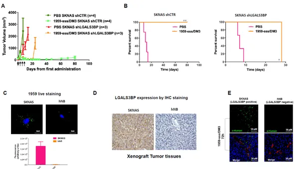 Figure 2. 1959-sss/DM3 induces tumor shrinkage in a target-dependent manner. (A) CD1 nude mice 