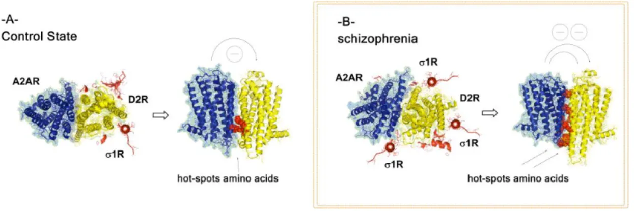 Figure 2. Proposed alterations of A 2A -D 2 -Sigma1 heteroreceptor complexes in nucleus accumbens in 
