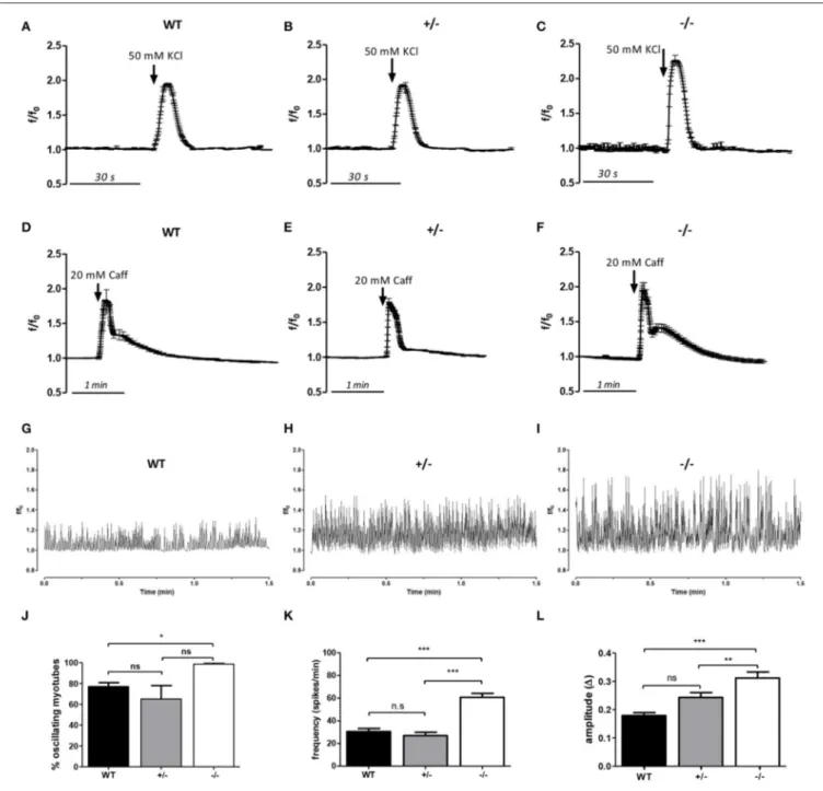FIGURE 6 | Changes in intracellular Ca 2+ levels in response to depolarization and caffeine stimulation, and during spontaneous cell activity in myotubes derived from the WT, GAP43 +/− (+/−), and GAP43 −/− (−/−) mice