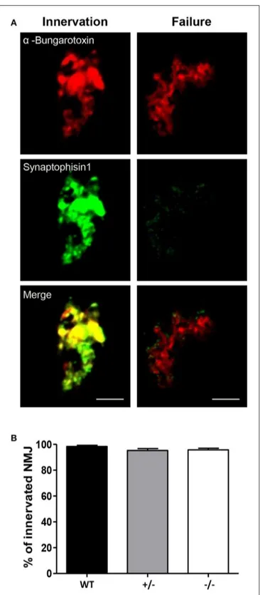 FIGURE 4 | Muscle innervations in the diaphragm. (A) Representative images of the staining with rhodamine-labeled α-bungarotoxin (red) and an Alexa-conjugated anti-synaptophysin antibody (green), to show innervated and noninnervated (Failure) fibers
