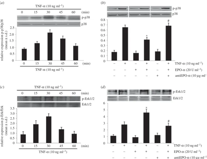 Figure 2. Effects of TNF-a and EPO-a treatment on MAPK p-p38 and Erk1/2 expression. The expression of (a) p-p38a (Thr180/Tyr182) and p38a proteins, and