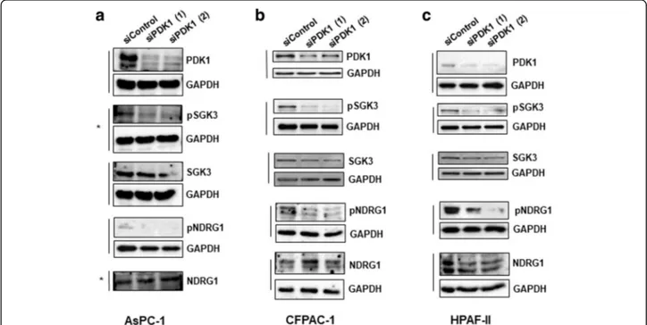 Fig. 5 Effect of PDK1 downregulation on signalling pathways in PDAC cell lines. AsPC-1 (a), CFPAC-1 (b) and HPAF-II (c) were transfected with the indicated siRNAs and lysed 72 h post-transfection
