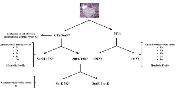 Figure 1. Flowchart of this study. CFS/SurP = Cell Free Supernatant/Planktonic Supernatant; MVs =  Extracellular Vesicles; bMVs = Membrane Vesicles of Biofilm phenotype; pMVs = Membrane Vesicles  of Planktonic phenotype; Ec = Escherichia coli; Fn = Fusobac