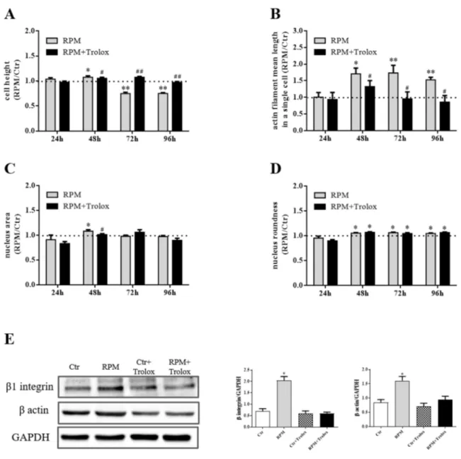 Figure 5. Trolox’s effects as countermeasures to biological changes induced by s-microgravity