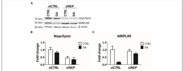FIGURE 6 | MRPL49 protein is a substrate of neprilysin. (A) Representative WB analysis showing the rescue of MRPL49 levels, after neprilysin knock-down (KD)
