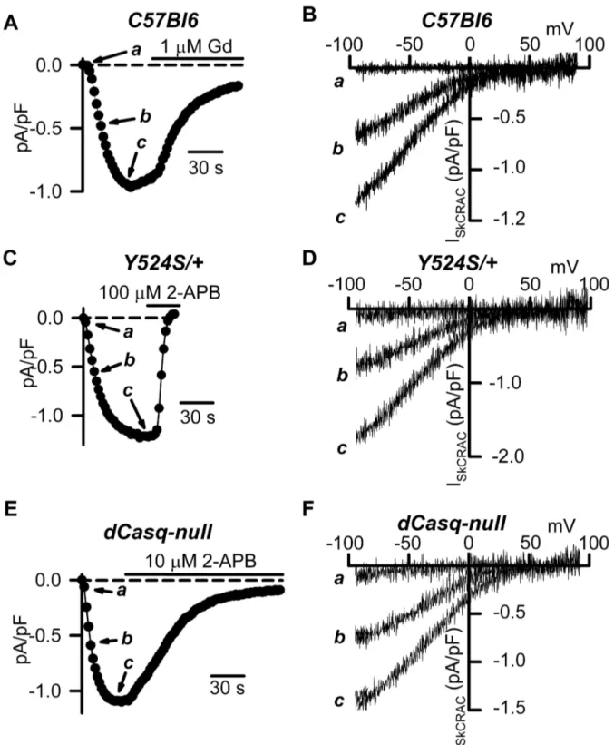 Figure 1.  I SkCRAC  properties in myotubes from Y524S/+ and dCasq-null mice.  (A, C, and E) Representative time courses for I SkCRAC  activation during repetitive ramp depolarization in the presence of 20 mM internal EGTA in myotubes from WT C57Bl6 (A),