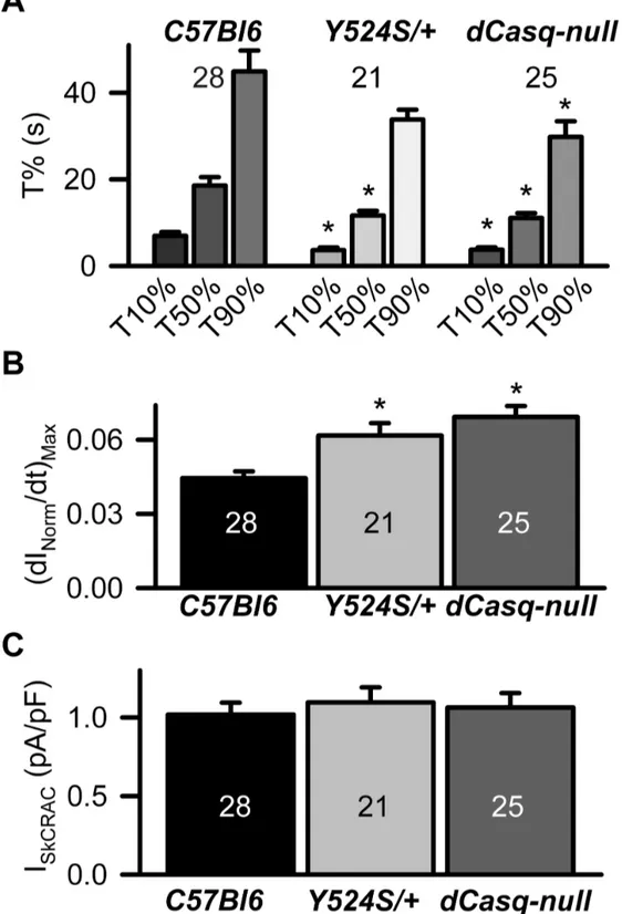 Figure 2.  Rate of I SkCRAC  activation is increased in myotubes from Y524S/+ and dCasq-null mice