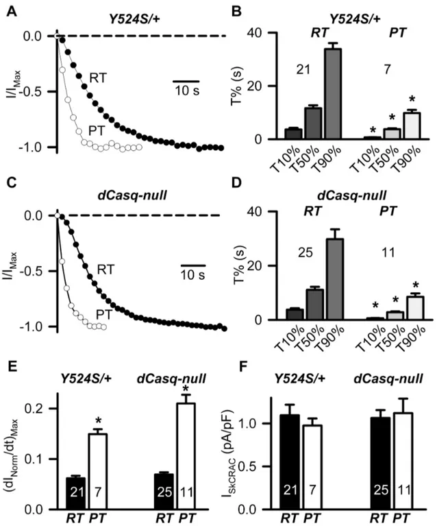 Figure 3.  Rate of I SkCRAC  activation is accelerated at physiological temperature in myotubes from Y524S/+ and dCasq-null mice