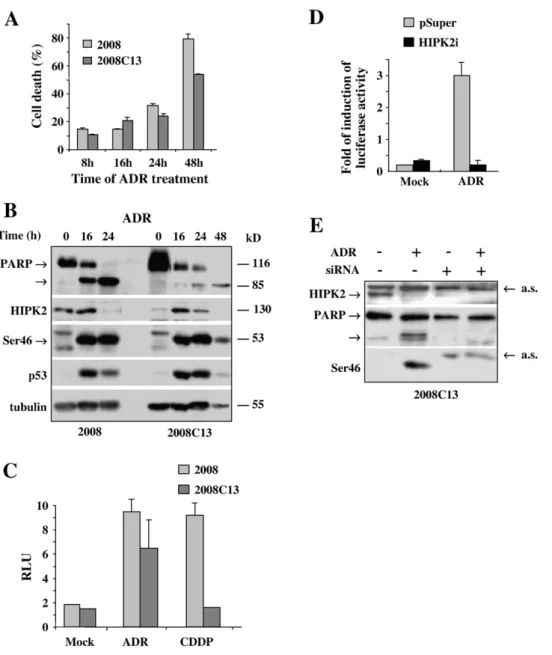 Fig. 2. P53Ser46 activity is not impaired in 2008C13 chemoresistant cells. (A) Time-course analysis of ADR treatment (2 μg/ml) on cell viability in 2008 and 2008C13 cells